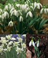 Snowdrop Collection, 30 bulbs in the%2 